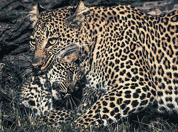 Ol Seki Hemingways Mara: Leopard mit Jungem