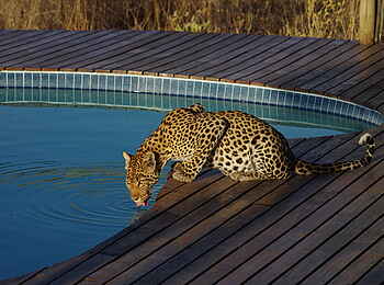 Tau Pan Camp: Leopard am Pool