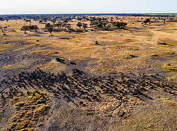 Tuludi Camp: Büffelherde Tuludi Camp: Büffelherde