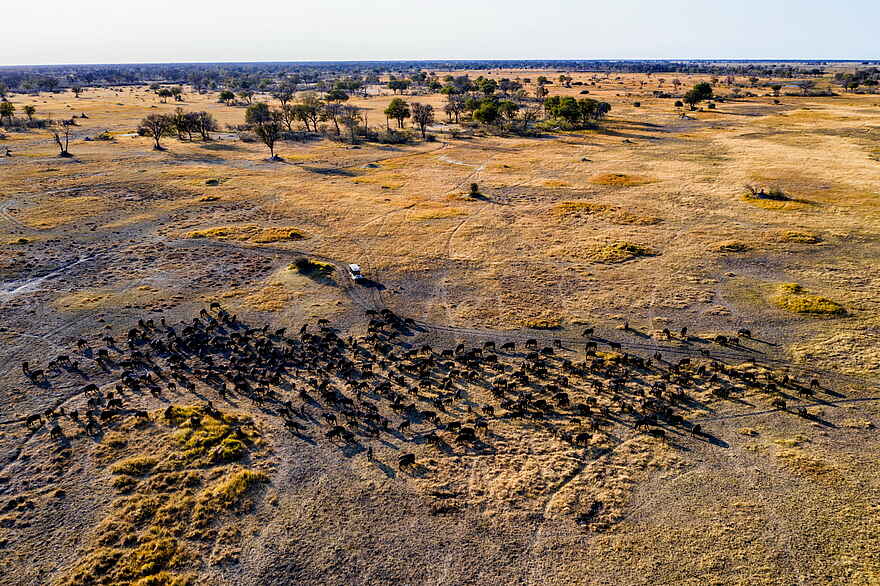 Tuludi Camp: Büffelherde Tuludi Camp: Büffelherde