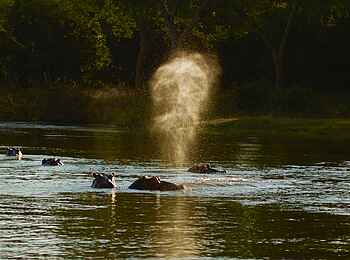 Tusk and Mane Safaris: Ventilierende Nilpferde Tusk and Mane Safaris: Ventilierende Nilpferde