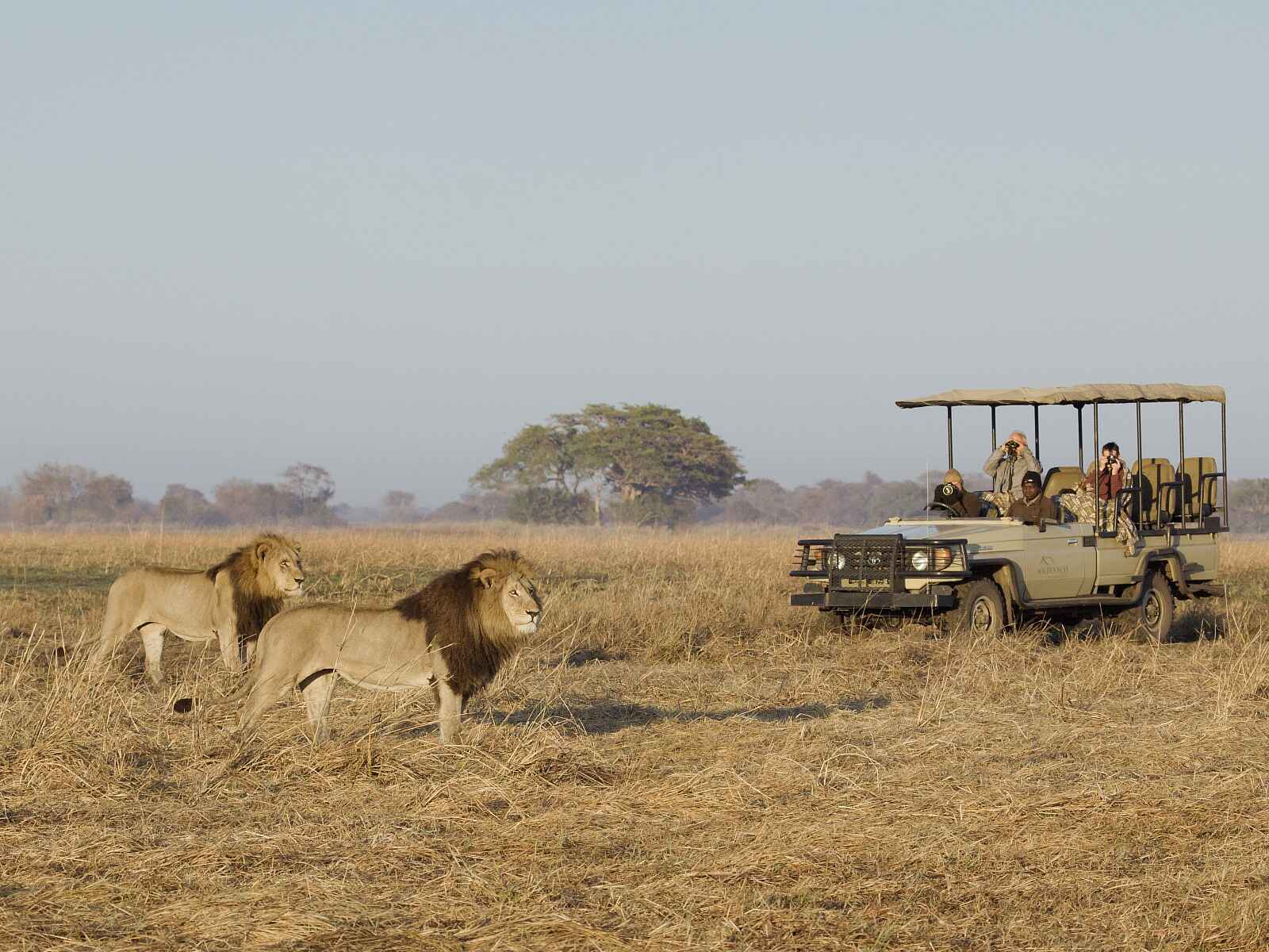 Busanga Bush Camp: Auge in Auge mit den Löwen Busanga Bush Camp: Auge in Auge mit den Löwen