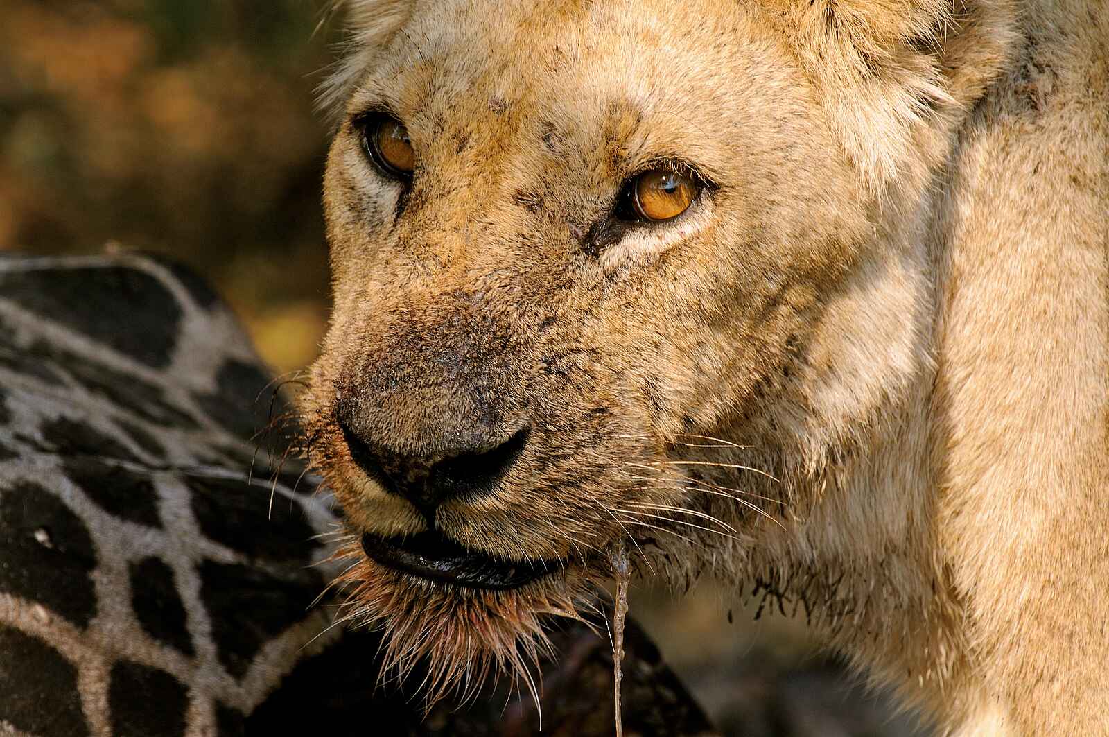 Bushcamp Company: Löwin über einer gerissenen Giraffe Bushcamp Company: Löwin über einer gerissenen Giraffe