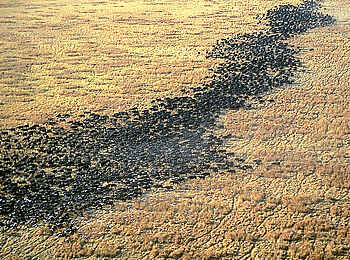 Chada Katavi Camp: Büffelherde