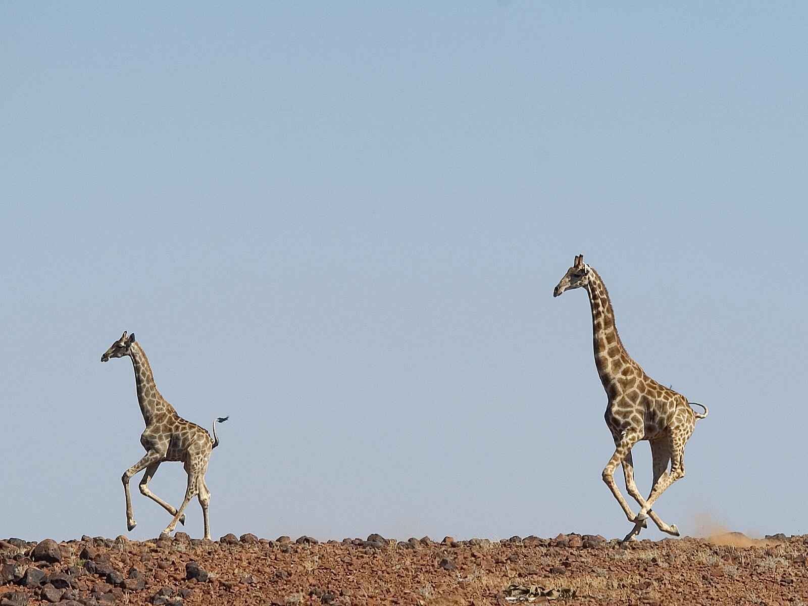 Desert Rhino Camp: Giraffen fliehen am Horizont Desert Rhino Camp: Giraffen fliehen am Horizont