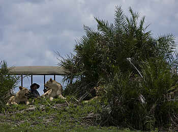 Duba Plains Camp: Löwen auf einem alten Termitenhügel