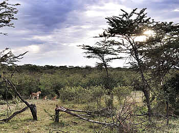 Encounter Mara Camp: Löwenrudel Encounter Mara Camp: Löwenrudel