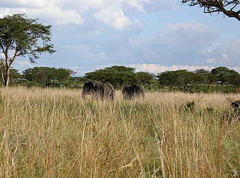 Enjojo Lodge: Elefanten