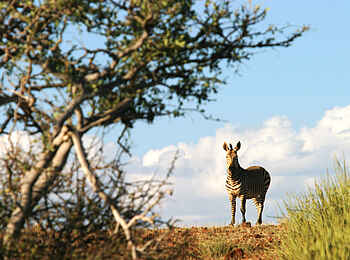 Etendeka Mountain Camp: Aufmerksames Zebra Etendeka Mountain Camp: Aufmerksames Zebra