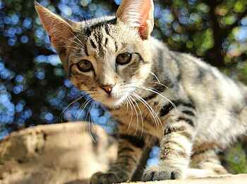 KaingU Safari Lodge: Wildkatze