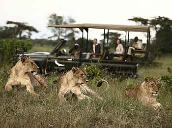 Klein's Camp: Drei Löwen