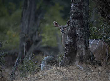 Kulandila Camp: Ein Kudu hinter einem Baum Kulandila Camp: Ein Kudu hinter einem Baum