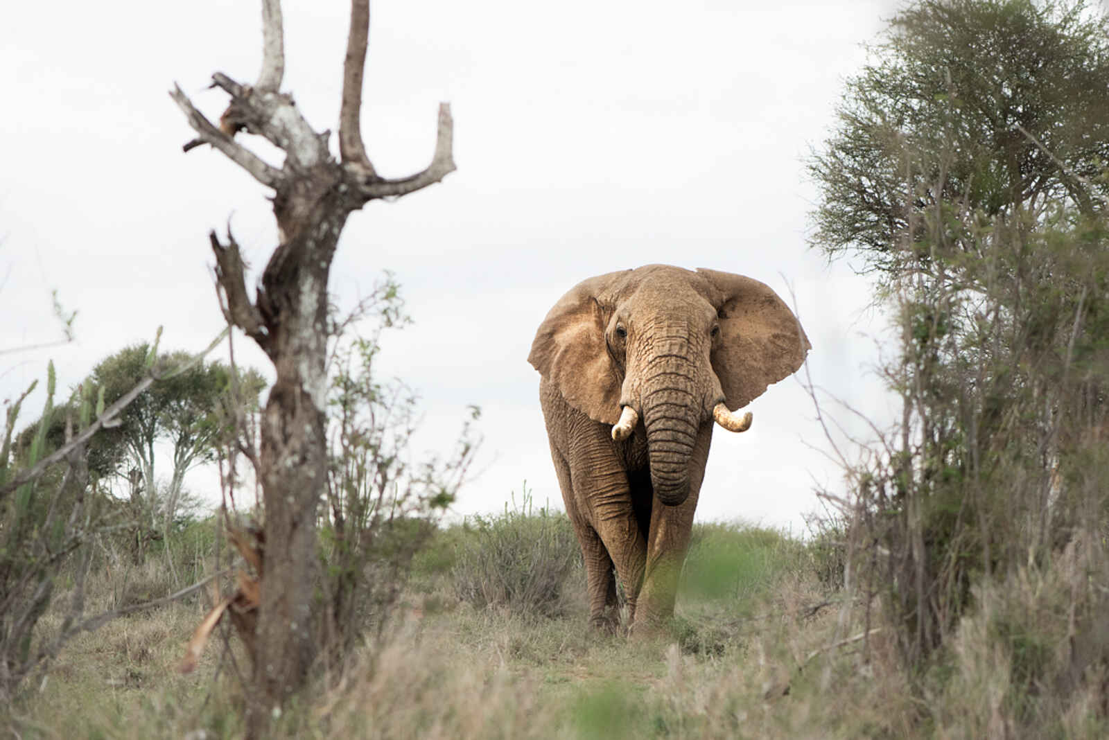 Laikipia Wilderness River Camp: Elefant Laikipia Wilderness River Camp: Elefant