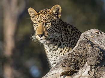 Linyanti Tented Camp: Leopard