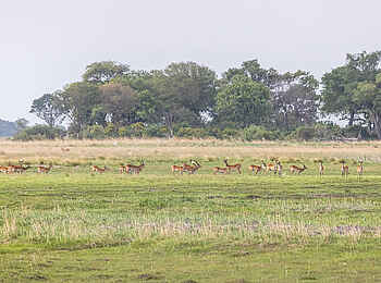 Luiana Plains Expedition Camp: Pukuherde