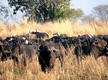 Mukambi Fig Tree Bush Camp: Eine Büffelherde