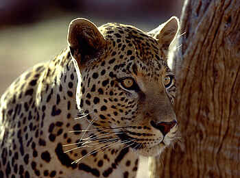 Okonjima Plains Camp: Leopard im Portrait Okonjima Plains Camp: Leopard im Portrait