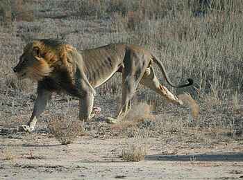 Rooiputs Lodge: Löwe in Eile