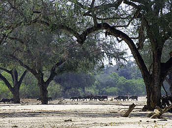 Ruckomechi Camp: Tierreiche Landschaft Ruckomechi Camp: Tierreiche Landschaft