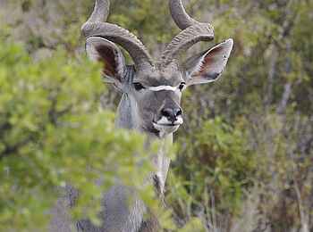 Sarara Camp: Wildtiere im Busch Sarara Camp: Wildtiere im Busch