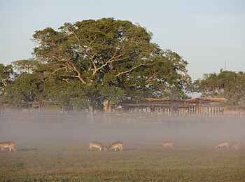 Shumba Camp: Moorantilopen Shumba Camp: Moorantilopen