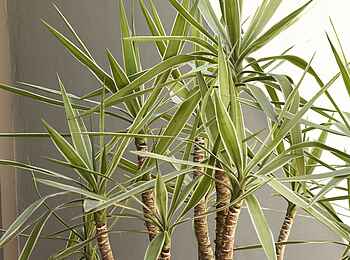 The Olive Exclusive: Caprivi - Yucca