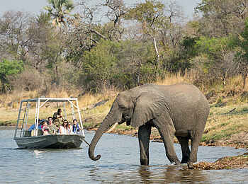 Toka Leya Camp: Elefanten Begegnung bei einer Bootsfahrt Toka Leya Camp: Elefanten Begegnung bei einer Bootsfahrt
