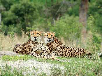 Vumbura Plains Camp: Gepardenpaar