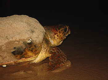 White Pearl Resorts: Schildkröte bei Nacht