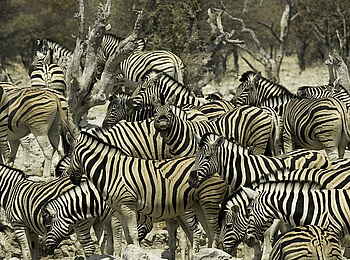 Wilderness Etosha Camp: Zebraherde