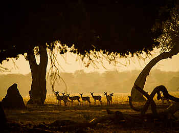 Zambezi Expeditions Camp: Antilopen im Dämmerlicht Zambezi Expeditions Camp: Antilopen im Dämmerlicht