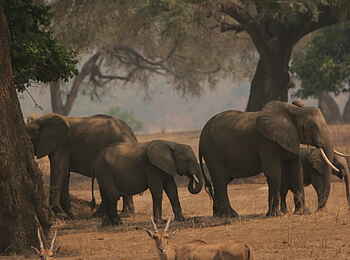 Chitake Tented Camp: Elefanten und Eland