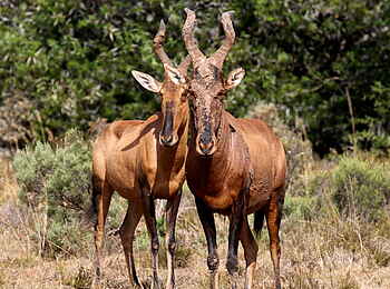 Founders Lodge by Mantis: Zwei Tsessebes Founders Lodge by Mantis: Zwei Tsessebes