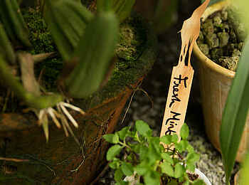 Giraffe Manor: Orchideenhaus Giraffe Manor: Orchideenhaus