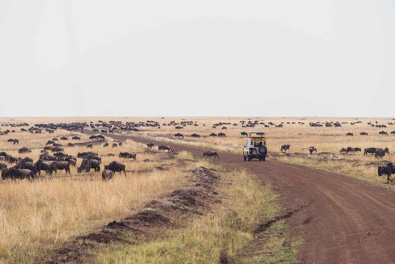 Mara Serena Safari Lodge: Gnus auf "Great Migration" Mara Serena Safari Lodge: Gnus auf "Great Migration"