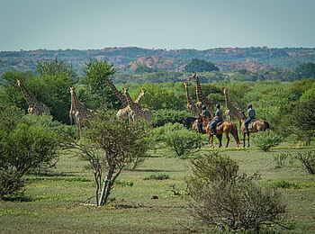 Mashatu Game Reserve: Reiter und Giraffen