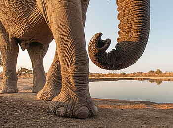 Mashatu Photographic Hide: Elefant in 2m Entfernung