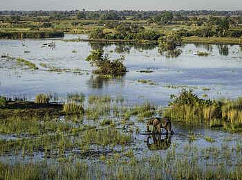 Mombo Camp: Delta mit Elefant Mombo Camp: Delta mit Elefant
