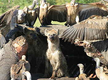 Naboisho Camp: Geier und Hyänen teilen sich einen toten Elefanten