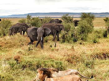 Naboisho Camp: Löwen und Elefanten