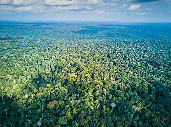 Ngaga Camp: Bis zum Horizont - der Ndzehi Forest