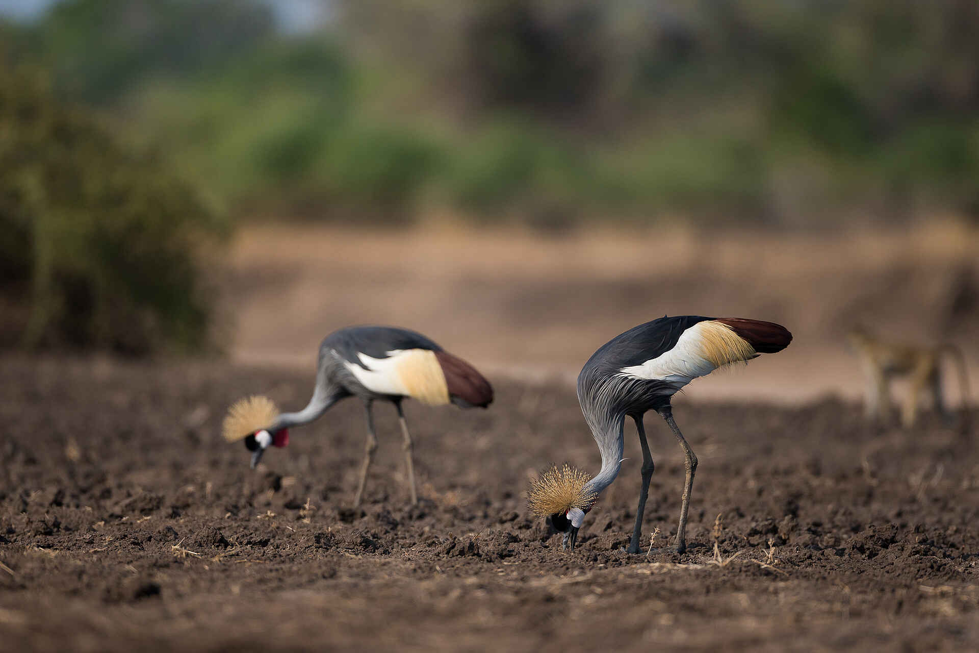 Gavin Opie, Musilashi River, Nkonzi Bush Camp, South Luangwa National Park, Kronenkranich, Vogel, Game Drive, Afrikarma, Afrikarma Safaris, Afrikarma Safaris. Wildnis. Hautnah., Afrikarma.de