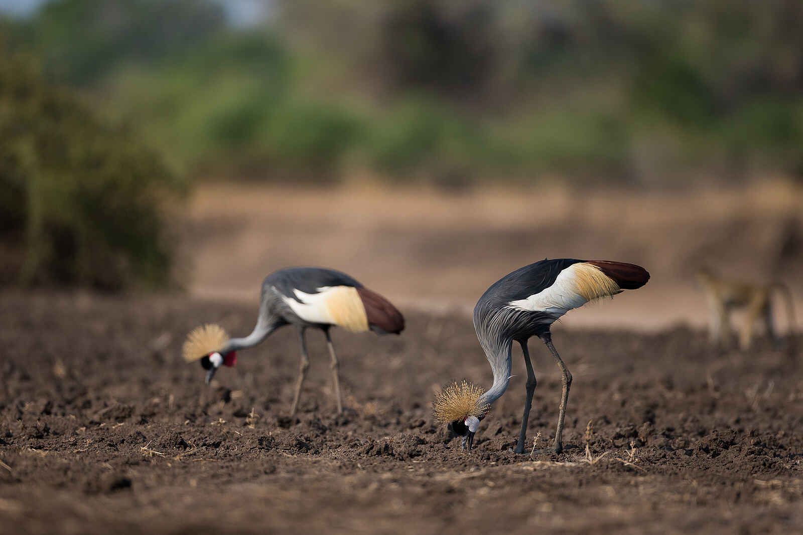 Nkonzi Bush Camp: Kronenkranichpaar Nkonzi Bush Camp: Kronenkranichpaar