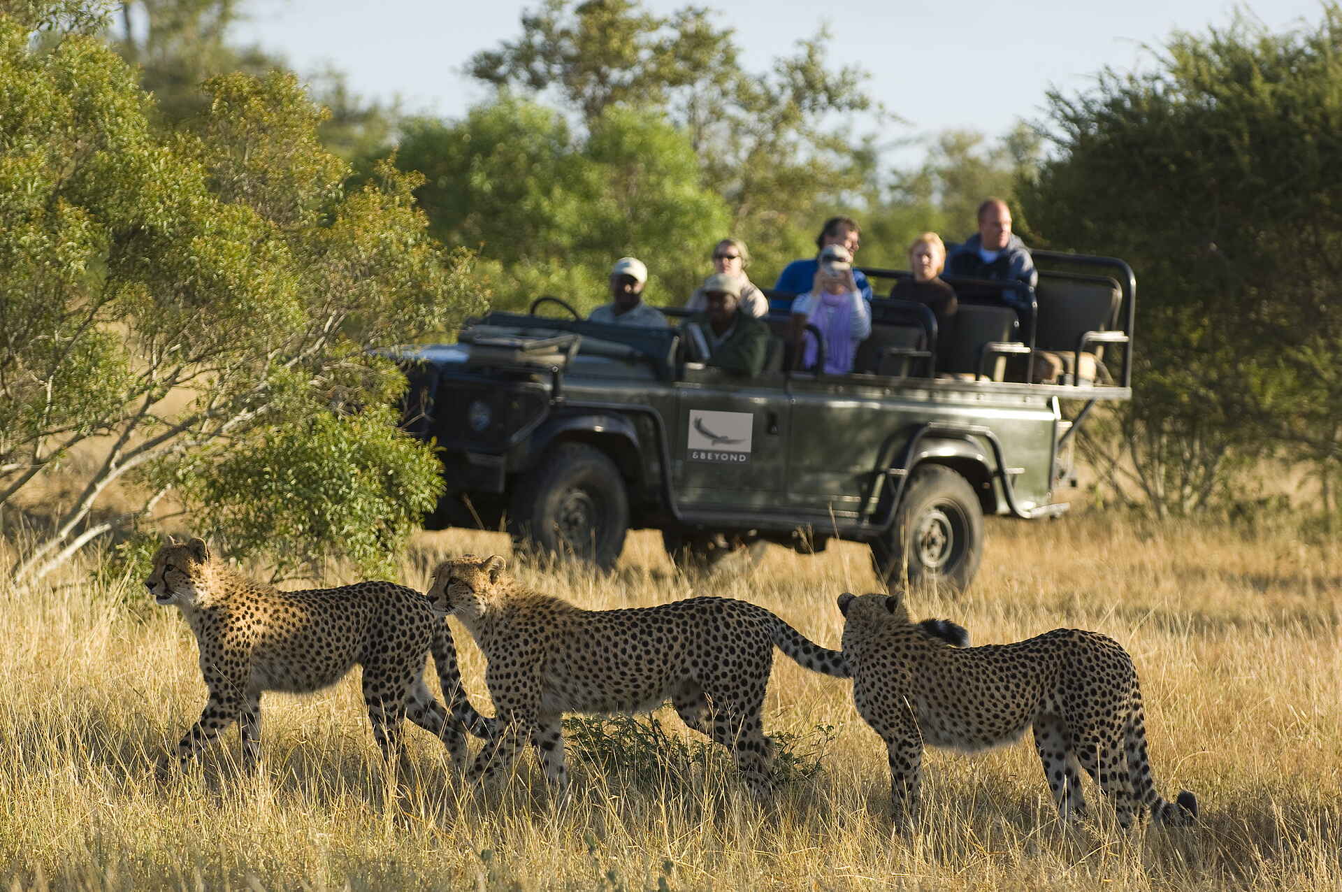 Aktivitäten, Krüger Nationalpark, Ngala Safari Lodge, Südafrika, &Beyond, Game Drive, Leopard, Pirschfahrt, Tiere, Umgebung, Vegetation, Afrikarma, Afrikarma Safaris, Afrikarma Safaris - Wildnis. Hautnah., Afrikarma.de