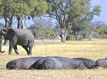 Bomani Tented Lodge: Flusspferde und Elefant
