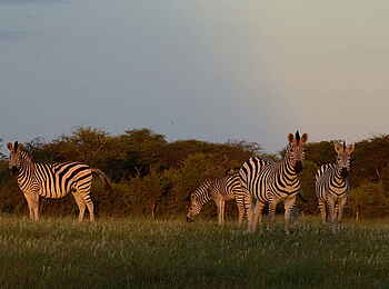 Camelthorn Lodge: Zebras Camelthorn Lodge: Zebras