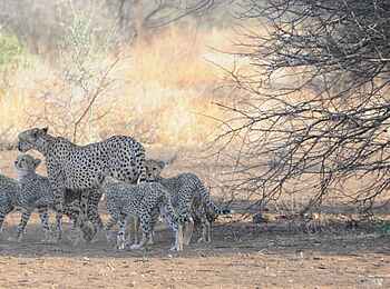 Campi ya Kanzi Lodge: Gepardenfamilie Campi ya Kanzi Lodge: Gepardenfamilie
