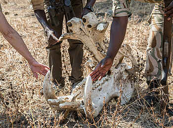 Chikoko Tree Camp: Nilpferdschädel Chikoko Tree Camp: Nilpferdschädel