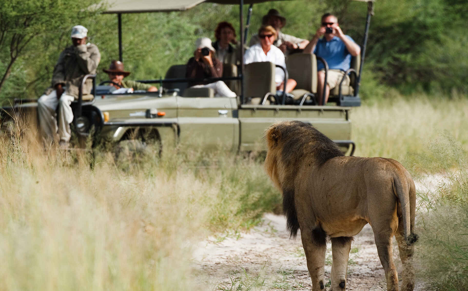 Deception Valley Lodge, Aktivitäten, Löwe, Schwarz-Mähnen-Löwe, black-maned lions of the kalahari, pirschfahrt