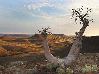 Etendeka Mountain Camp: Blau und Gold Etendeka Mountain Camp: Blau und Gold